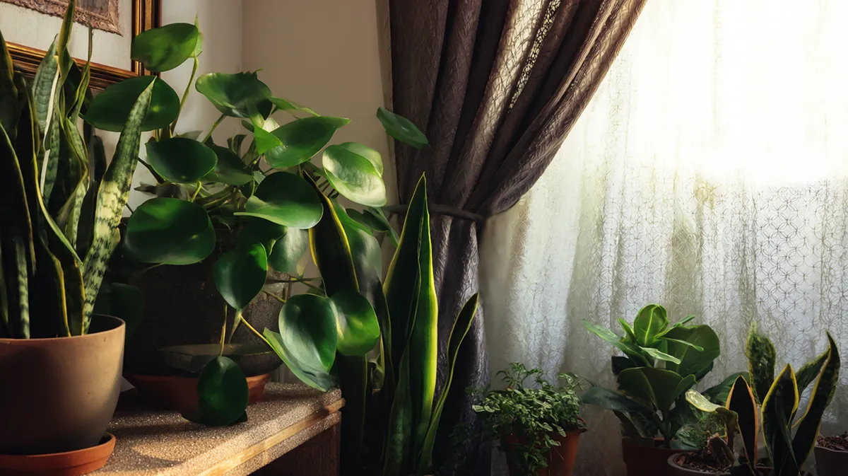 Cantinho Verde Dentro de Casa: Como Criar o Seu (Mesmo Sem Espaço ou Tempo)