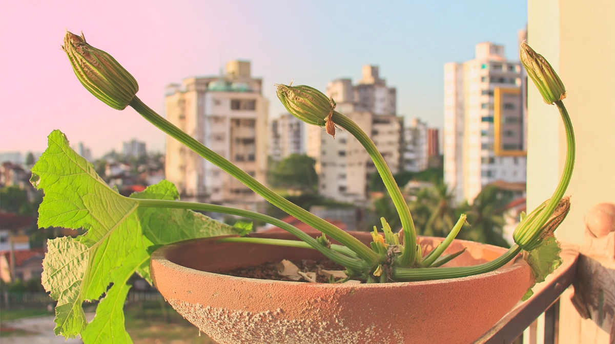 Plantar abobrinhas em apartamentos: guia completo para colher hortaliças frescas em casa