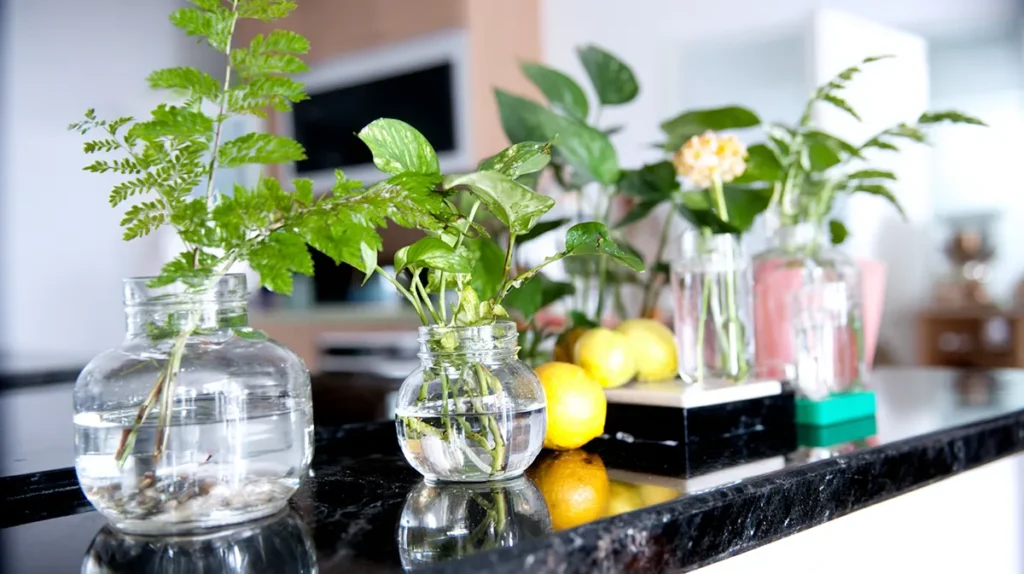 Troca de água no cultivo de plantas em vasos de vidro em casa