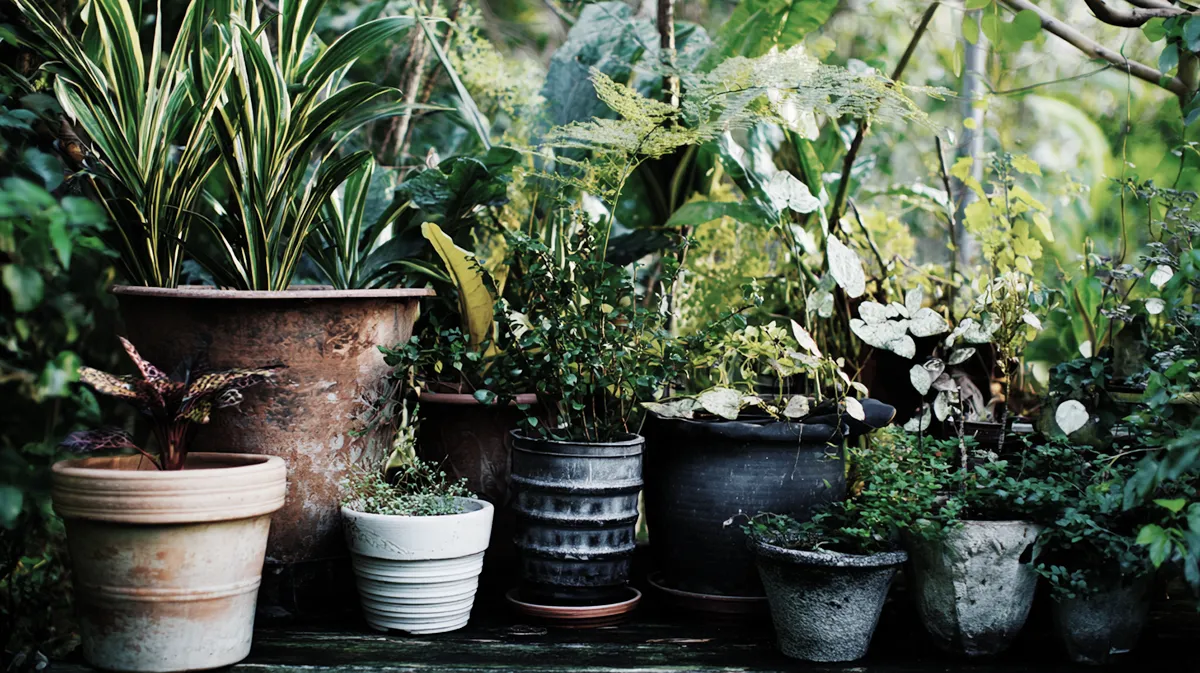 Como escolher o vaso ideal para cada planta e ter um jardim saudável