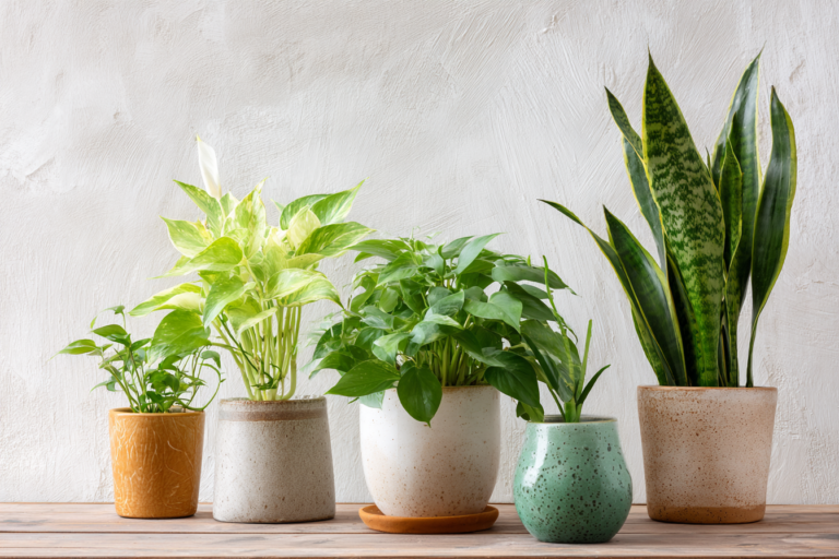 Vários tipos de plantas de fácil cuidado em um canto iluminado de um apartamento.