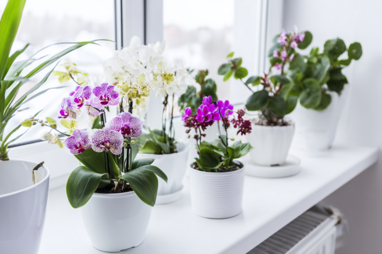 Flores ideais para cultivo em apartamento iluminado