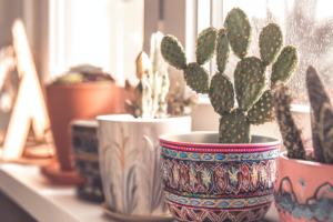Cactos ornamentais coloridos em vasos decorativos iluminados pela luz natural.
