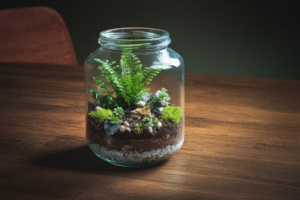 Terrários em vidro com musgos e suculentas sobre mesa de madeira