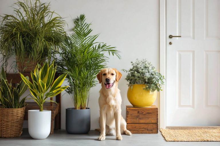 Sala com plantas seguras para pets e um gato relaxando entre elas