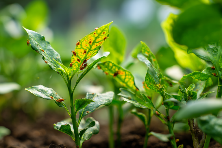 Folhas de plantas com sinais de pragas como mordidas e insetos visíveis.