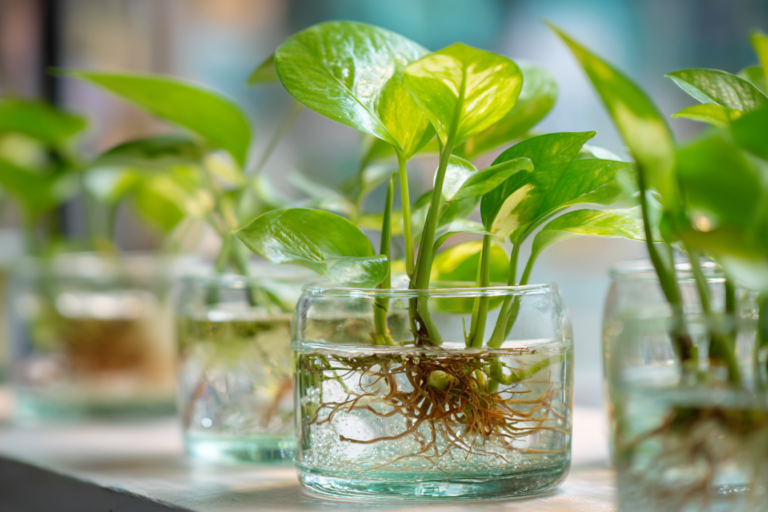 Plantas cultivadas em frascos de vidro com água limpa em ambiente interno, sem mosquitos.