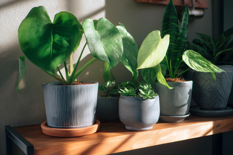 Sala iluminada com diversas plantas de interior saudáveis em vasos decorativos.