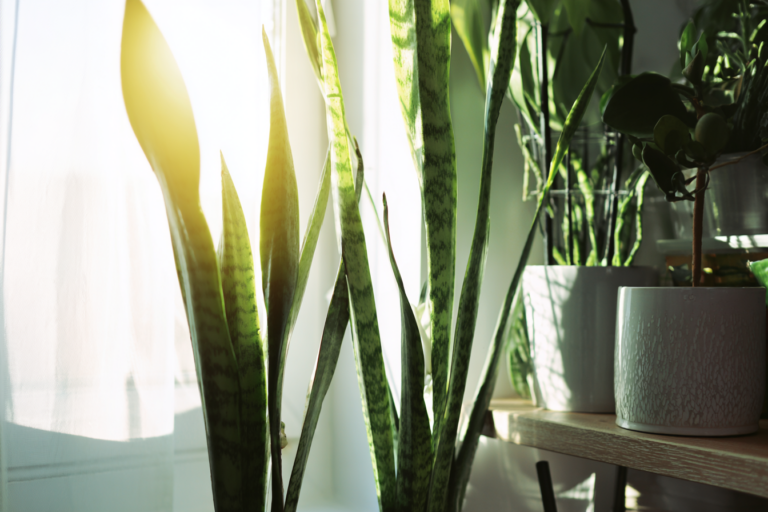 Sala iluminada com plantas que purificam o ar, como lírio-da-paz, espada-de-são-jorge e clorofito.
