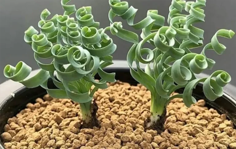 Coleção exclusiva de suculentas raras cultivadas em ambiente urbano com luz natural