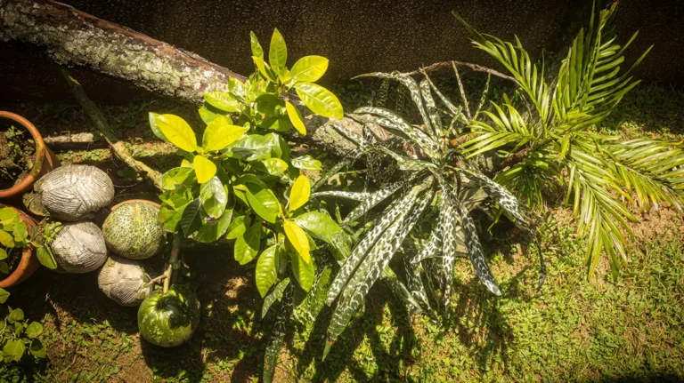 Jardim residencial com plantas resistentes ao sol pleno crescendo saudáveis sob luz natural intensa